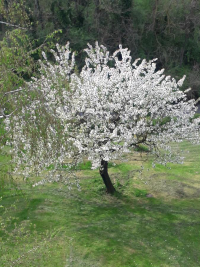Il Borgo Dei Molini Bed & Breakfast Torreglia ภายนอก รูปภาพ